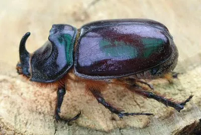 Scarabeo cornuto