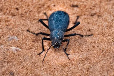 Scarabeo del deserto