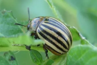Scarabeo dorifera