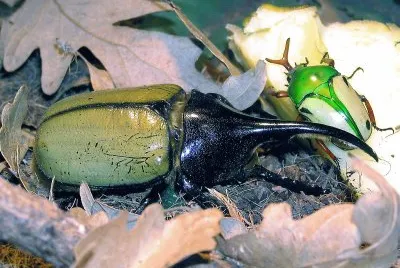 Scarabeo ercole