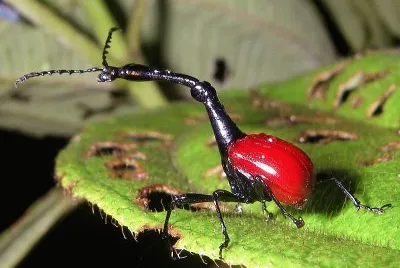 Scarabeo giraffa