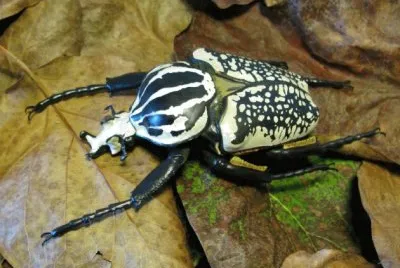 scarabeo golia