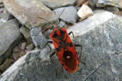 Scarabeo rosso e nero