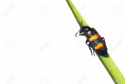 Scarabeo setola