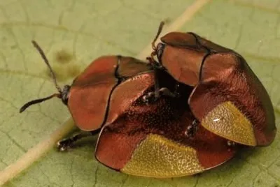 Scarabeo tartaruga jigsaw puzzle