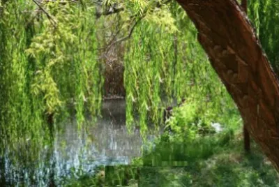 פאזל של Nature