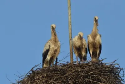 Trio