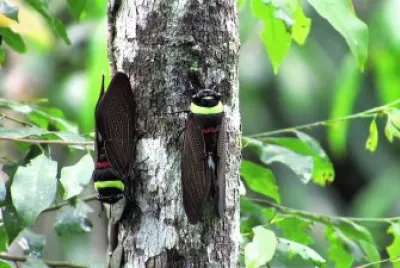 natural jigsaw puzzle