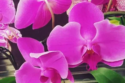 flores
