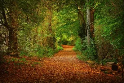 Caminho da Floresta jigsaw puzzle