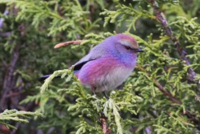 Silvicincia dai sopraccigli