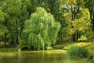 Salgueiro Arbustivo jigsaw puzzle