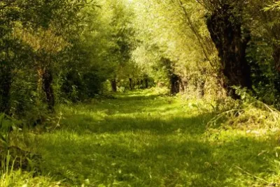 Bosque na Renania jigsaw puzzle