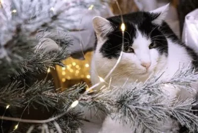 Clima de Natal