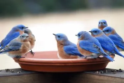 blue birds jigsaw puzzle