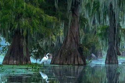egret jigsaw puzzle