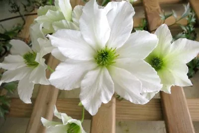 flores