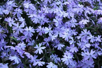 Phlox