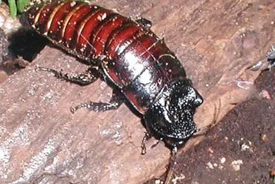 Scarafaggio gigante