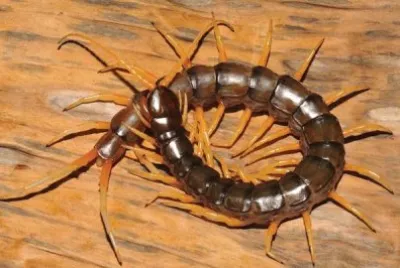 Scolopendra jigsaw puzzle
