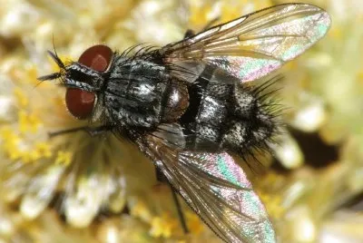 פאזל של Tachinidae