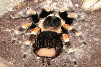 Tarantola femmina
