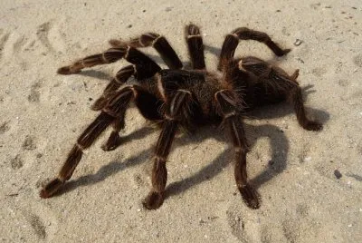 Tarantola
