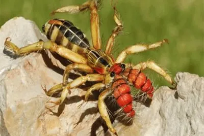 Tarantola golia