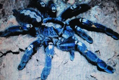 Tarantola blu