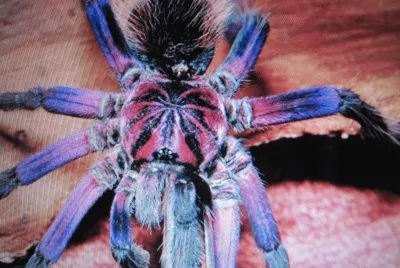 Tarantola colorata