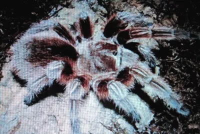 Tarantola rosa cilena