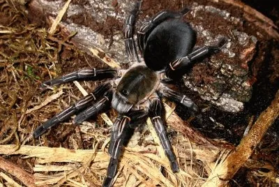 Tarantola zebra