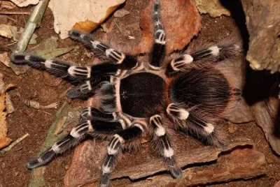 Tarantola messicana dalle ginocchia bianche