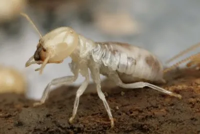 Termite