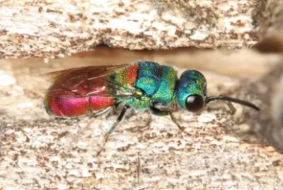 Vespa dorata
