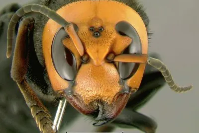 Vespa mandarinia