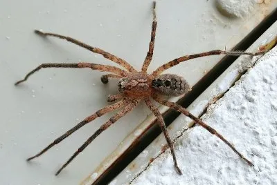 Zoropsis spinimana