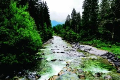 פאזל של Nature