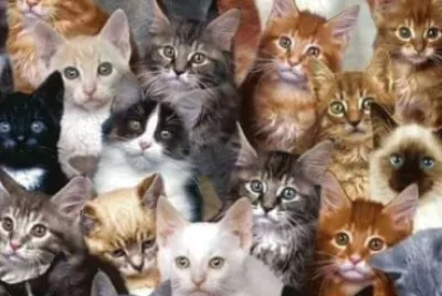 Cats