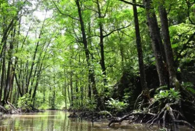 פאזל של Nature