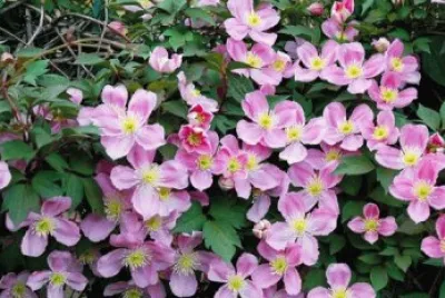 ClÄ—matite des montagnes jigsaw puzzle