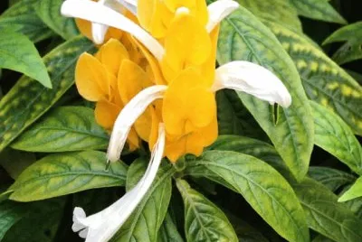 flores