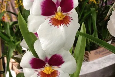 flores