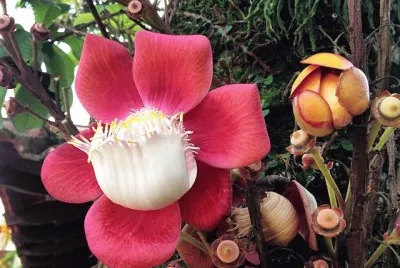 flores