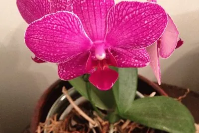 flores