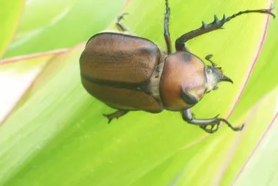 Conocer la biodiversidad