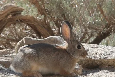Sylvilagus