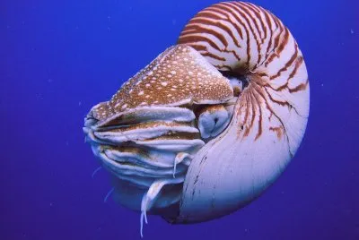 Nautilo
