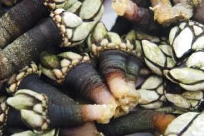 Percebes