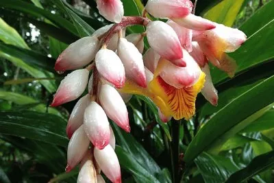 flores